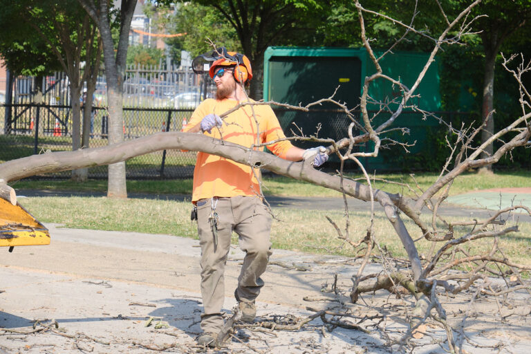 Canopy thinning before monsoon — Gilbert